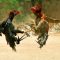 1024px-COCK_FIGHT_qv7dnp