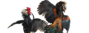 cock fight isolated on white background